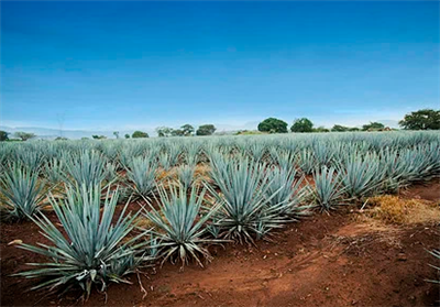 Ffermwyr California yn Addasu I Sychder Gyda Amaethu Agave