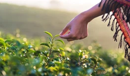Mae CropLife India Yn Ceisio Diogelu Data 5 mlynedd, Yn Rhybuddio Am Opsiynau...